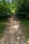 Dusty forest road, sprinkled with fir cones, against the background of green densely growing shrubs