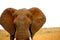 Dusty head of African elephant. Kruger park. South Africa. Safari.