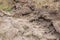 Dusty lava flow trail to the top of Batur volcano on Bali island. Slag of hardened lava on the way to the active volcano crater.