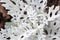 Dusty miller