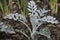 Dusty Miller Annual Plant in Flower Garden