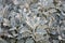 Dusty miller (Cineraria maritima)