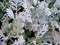 Dusty miller Cineraria maritima. Beautiful cineraria silverdust leaves background, Dusty Miller Plant.