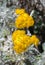 Dusty Miller flower