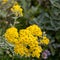 Dusty-miller, Jacobaea maritima, flowering in Polzeath Cornwall