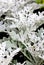 Dusty Miller Plant.