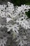 Dusty Miller Plant (Senecio cineraria)