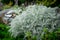 Dusty miller silver ragword plant - silver foliage plan bush in a cottage garden