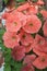 Dusty orange petunia flowers