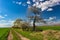 A dusty path between fields with flowering trees.