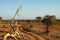 Dusty piste in the early morning sun in the savanna of Tsavo East Kenia