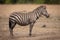 Dusty plains zebra stands in dry grassland