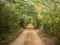 Dusty road running through Mexican Jungle, forest way to ancient Mayan ruins