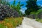 Dusty street at Taketomi Island, Okinawa, Japan