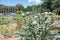 Dutch allotment garden with artichoke plants and bean stakes