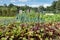 Dutch allotment garden in autumn with beets and leek