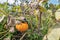 Dutch allotment garden in autumn with pumpkin