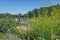 Dutch allotment garden with meliot plant and vegatables