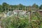 Dutch allotment garden with raspberries, bean stakes and shed