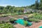 Dutch allotment garden with vegetables, wheelbarrow and shed