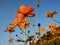 Dutch angle shot of a beautiful Common Cosmos flowers under a blue sky