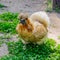 Dutch bantam hen