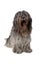 Dutch bearded collie