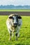 Dutch beef cow in a grassy pasture