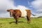 Dutch Belted cow, Lakenvelder cattle, with horns, red and white livestock, looking at camera