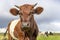 Dutch Belted cow, Lakenvelder cattle, with horns, red and white livestock, looking at camera, approaching coming forward