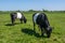 Dutch Belted, Lakenvelder, dairy cattle in a green meadow close to Rotterdam, Netherlands