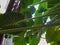 Dutch betel vines on a tree in the photo from below in the sun