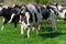 Dutch black and white cows