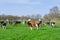 Dutch black and white cows