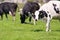 Dutch black and white cows