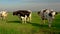 Dutch black and white cows in the meadow, cows in a green grass field with clouds