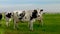 Dutch black and white cows in the meadow, cows in a green grass field with clouds