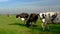 Dutch black and white cows in the meadow, cows in a green grass field with clouds