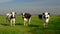 Dutch black and white cows in the meadow, cows in a green grass field with clouds at summer