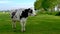 Dutch black and white cows in the meadow, cows in a green grass field with clouds at summer