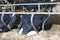 Dutch black white cows shed business farm, Netherlands