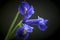 Dutch Blue Iris on Black Background