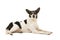 Dutch boerenfox terrier dog lying down looking at the camera