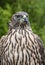 A dutch brown feathered hawk