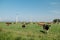 Dutch Brown and White cows mixed with black and white cows in the green meadow grassland, Urk Netherlands