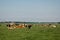 Dutch Brown and White cows mixed with black and white cows in the green meadow grassland, Urk Netherlands