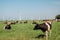 Dutch Brown and White cows mixed with black and white cows in the green meadow grassland, Urk Netherlands