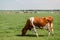 Dutch Brown and White cows mixed with black and white cows in the green meadow grassland, Urk Netherlands