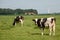 Dutch Brown and White cows mixed with black and white cows in the green meadow grassland, Urk Netherlands