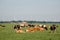 Dutch Brown and White cows mixed with black and white cows in the green meadow grassland, Urk Netherlands